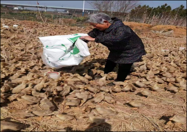 卓信速配 怀宁：特色产业激活增收引擎 筑牢乡村振兴产业基石_大皖新闻 | 安徽网