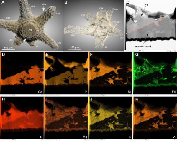 牛鑫所 探索5亿年前的“骨头密码” 西大科研团队揭秘动物骨骼起源